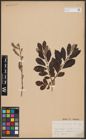Foto von Salix aurita L. x Salix cinerea L.